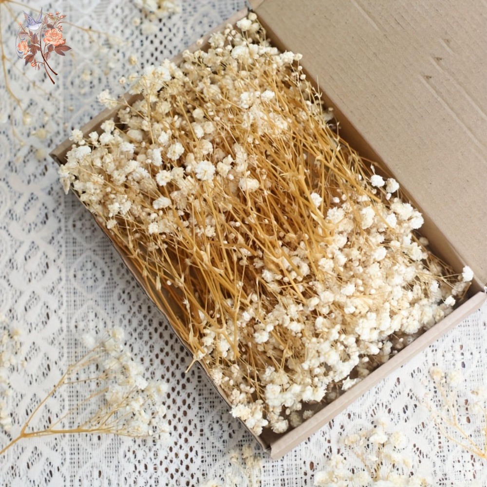 Dried Flower Bulk - 100 mini-fleurs séchées de gypsophile pour