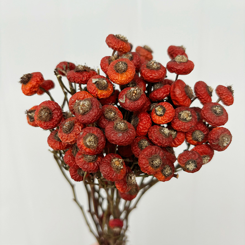 10 pièces/lot de baies de cyno - Dried Flower Bulk avis et prix