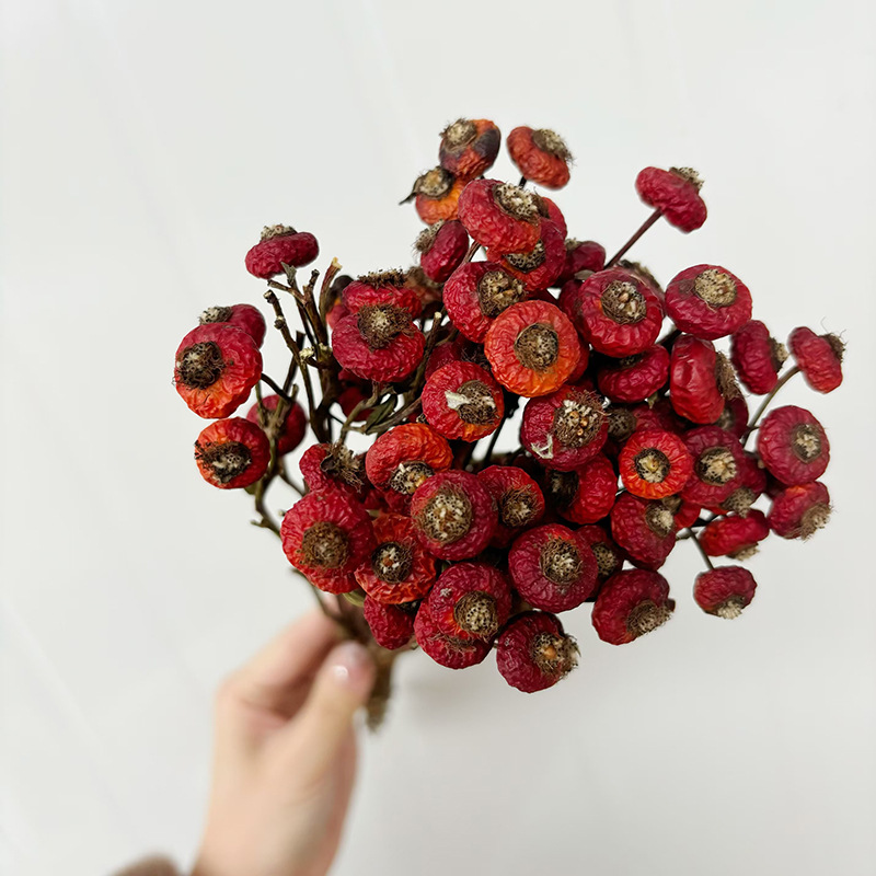 10 pièces/lot de baies de cyno - Dried Flower Bulk avis et prix