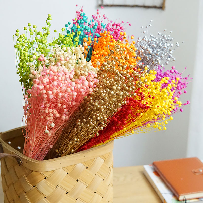 Ormosia Hosiei – vraies fleurs - Dried Flower Bulk avis et prix