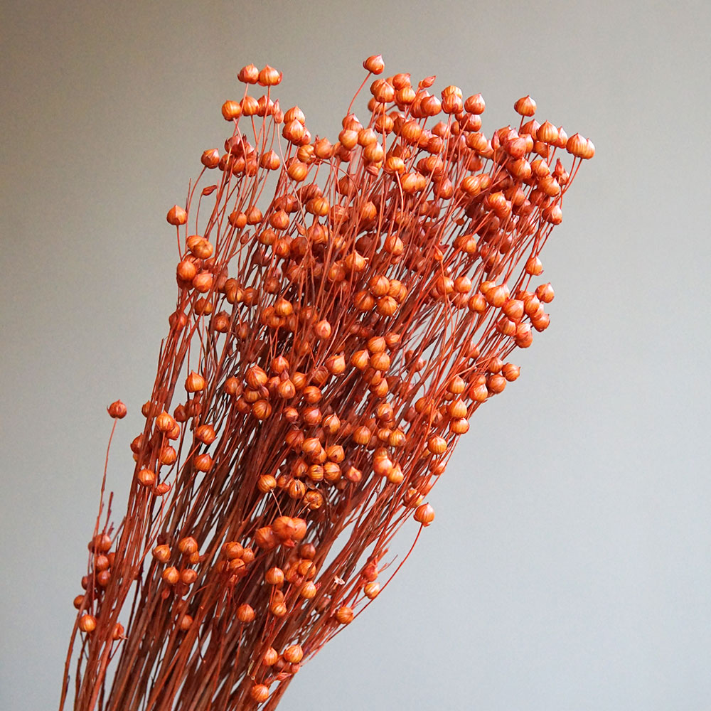 Ormosia Hosiei – vraies fleurs - Dried Flower Bulk avis et prix