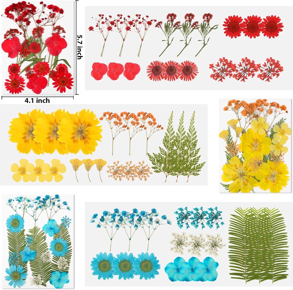 Fleurs séchées pressées pour l - Dried Flower Bulk avis et prix