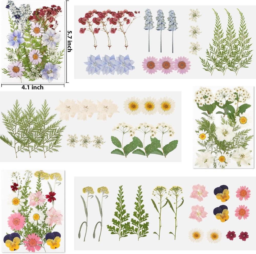 Fleurs séchées pressées pour l - Dried Flower Bulk avis et prix