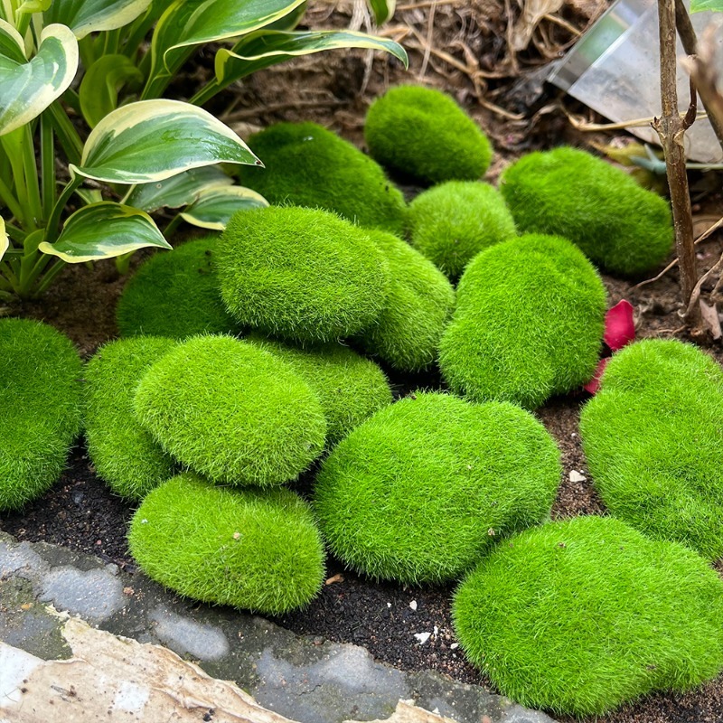 5/30 pièces de pierres de mous - Terrarium Moss Art avis et prix
