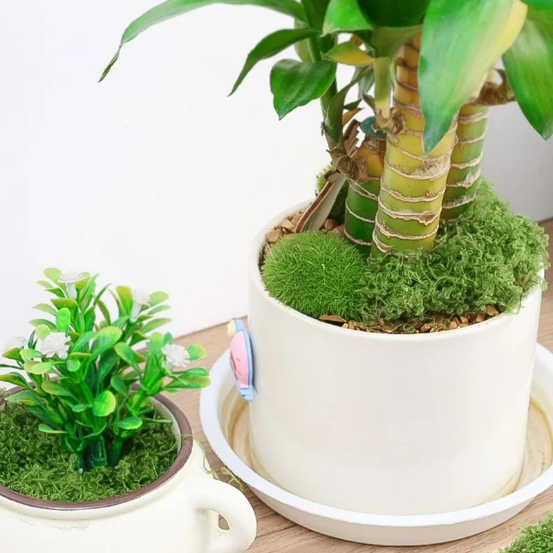 Mousse artificielle réaliste 3 - Terrarium Moss Art avis et prix