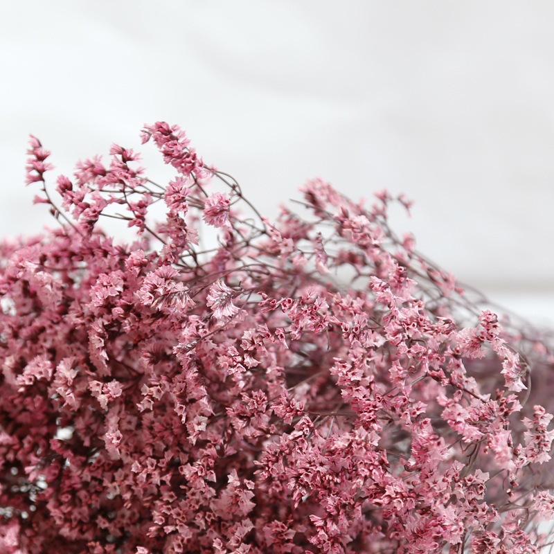 Fleurs naturelles séchées et c - Dried Flower Bulk avis et prix