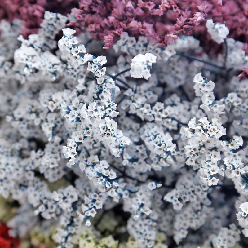 Fleurs naturelles séchées et c - Dried Flower Bulk avis et prix