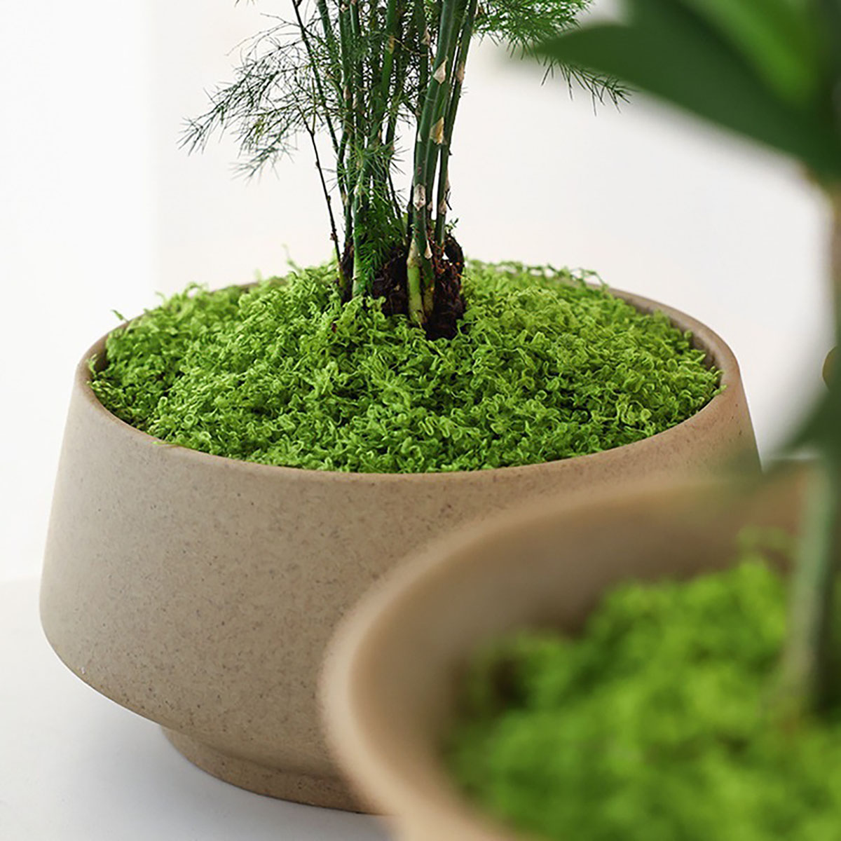 Plantes vertes artificielles e - Terrarium Moss Art avis et prix