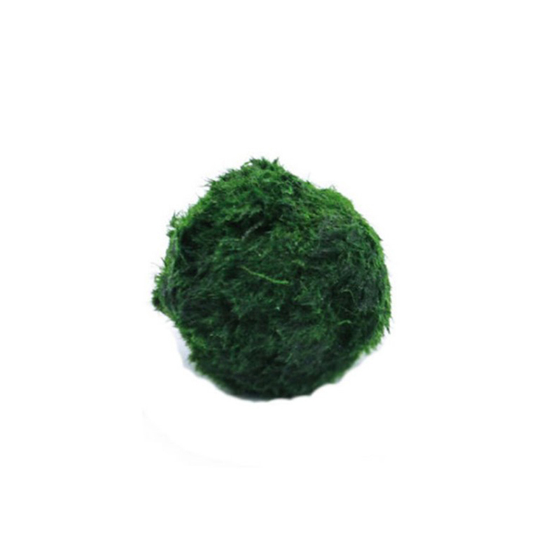 Boules de mousse Marimo, plant - Terrarium Moss Art avis et prix