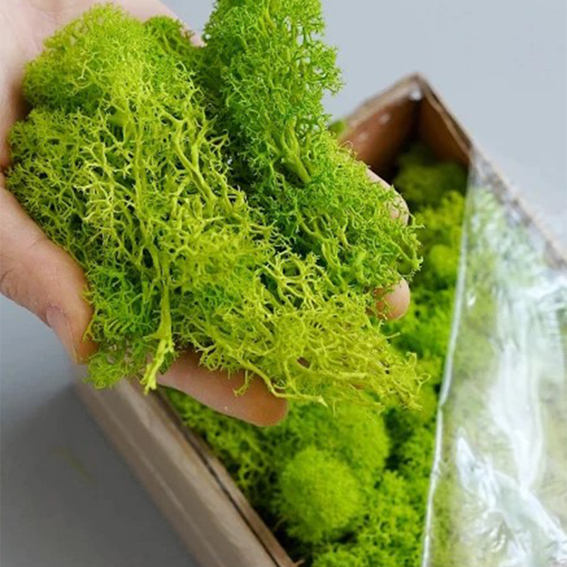 Mini plantes vertes artificiel - Terrarium Moss Art avis et prix