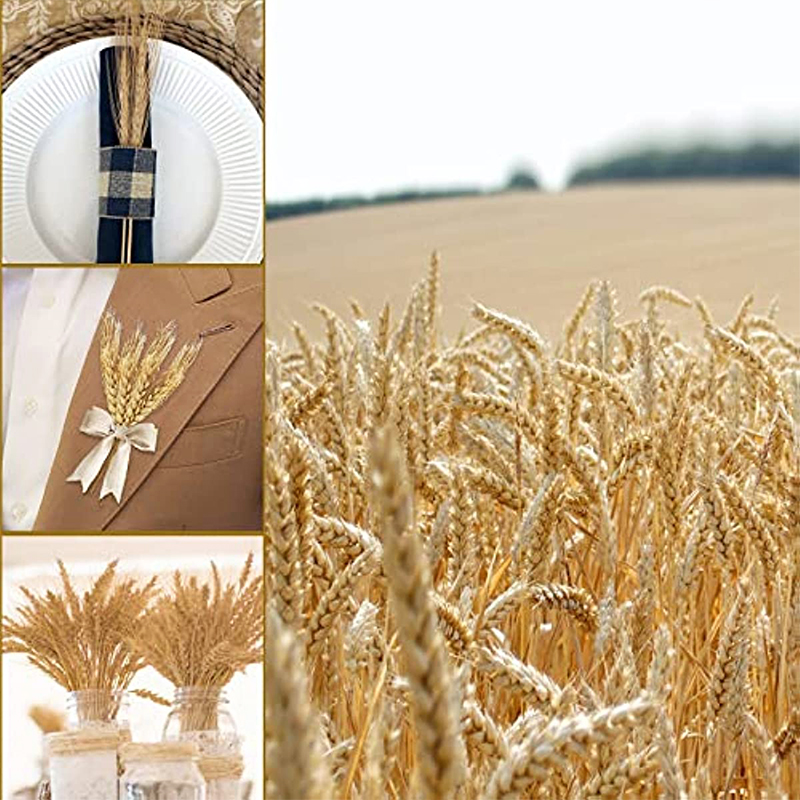 Sunks de blé séché pour la déc - Dried Flower Bulk avis et prix